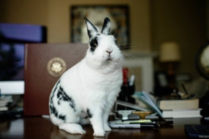 Marlon Bundo