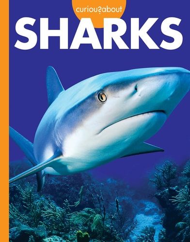 Curious About Sharks