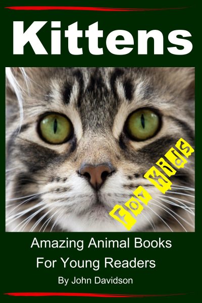 Kittens for Kids